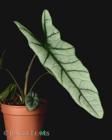 Alocasia heterophylla 'Silver'