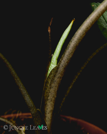Alocasia heterophylla 'Silver'