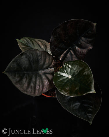 Alocasia infernalis