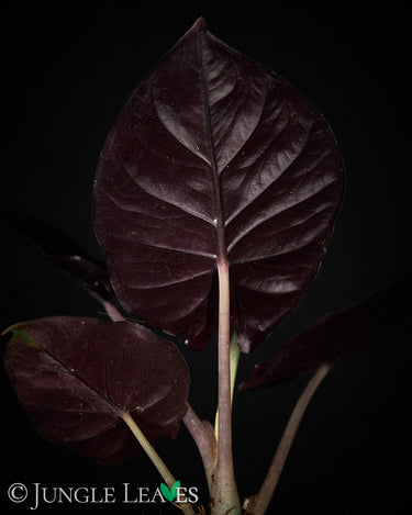 Alocasia infernalis