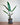 Alocasia lauterbachiana