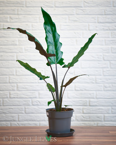 Alocasia lauterbachiana