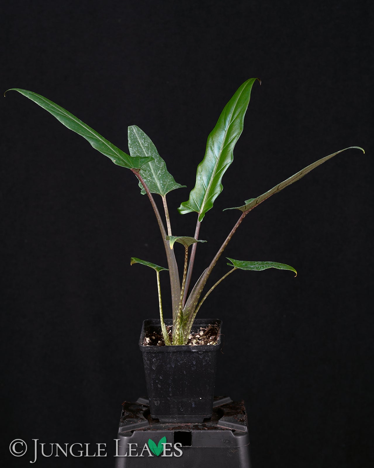 Alocasia lauterbachiana – Jungle Leaves