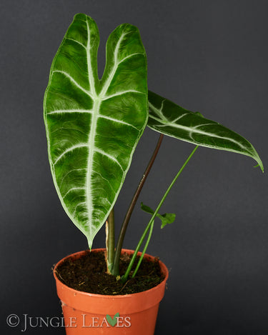 Alocasia longiloba