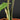 Alocasia longiloba