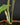 Alocasia longiloba