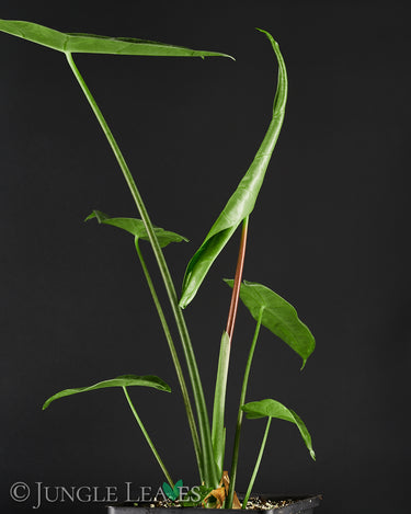Alocasia longiloba