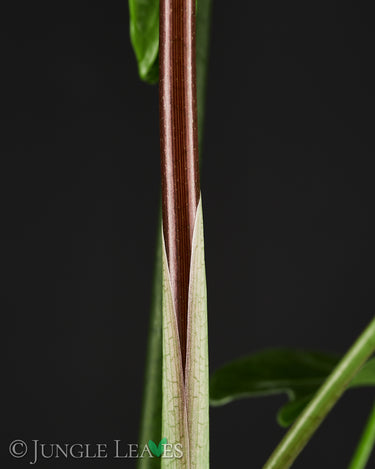 Alocasia longiloba