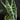 Alocasia longiloba