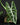 Alocasia longiloba