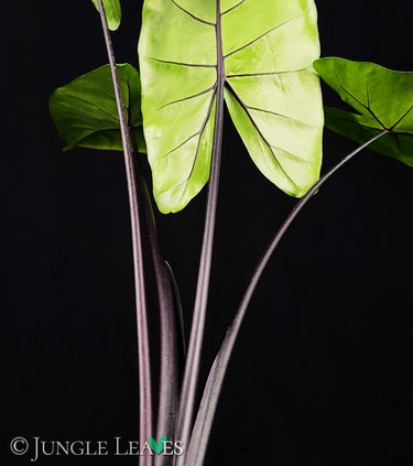 Alocasia macrorrhizos 'Black Stem'