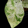 Alocasia macrorrhizos 'Splash'