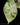 Alocasia macrorrhizos 'Splash'