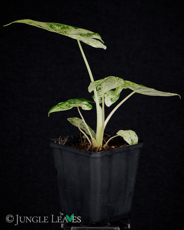 Alocasia macrorrhizos 'Splash'
