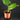Alocasia macrorrhizos