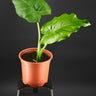 Alocasia macrorrhizos