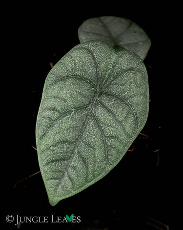 Alocasia melo