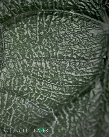Alocasia melo