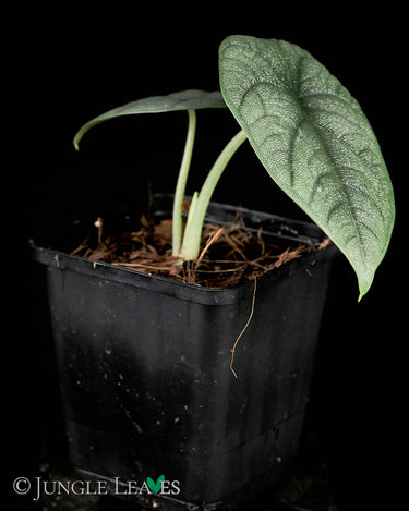 Alocasia melo