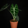 Alocasia micholitziana 'Frydek'