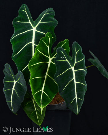 Alocasia micholitziana 'Frydek'
