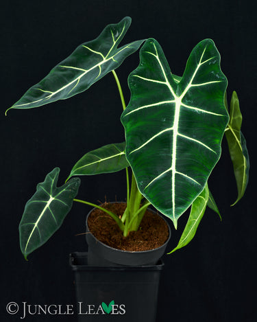 Alocasia micholitziana 'Frydek'