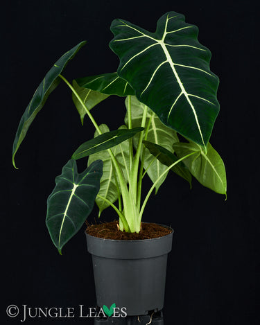 Alocasia micholitziana 'Frydek'