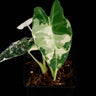 Alocasia micholitziana 'Variegata'