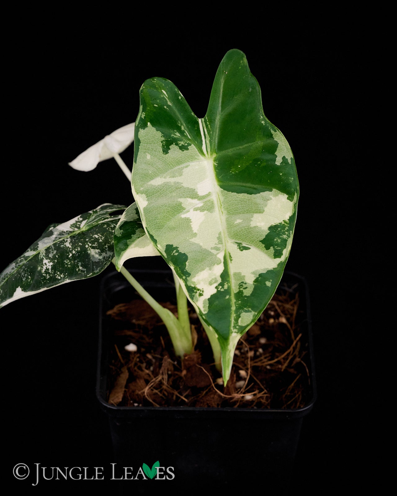 Alocasia micholitziana 'Frydek' €22.99 to €39.99