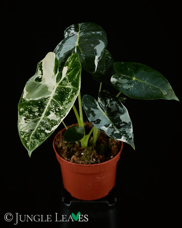Alocasia micholitziana Variegata
