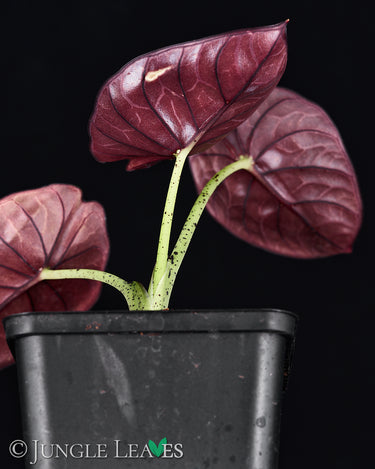 Alocasia nebula