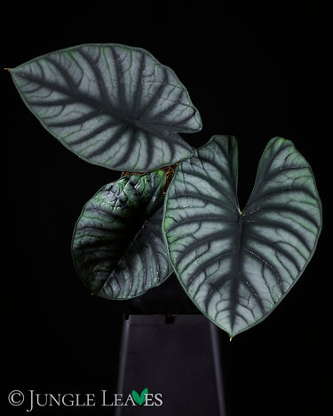 Alocasia nebula