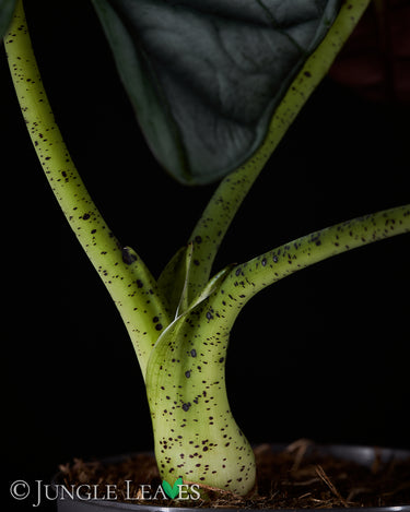 Alocasia nebula