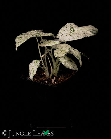 Alocasia odora 'Batik'
