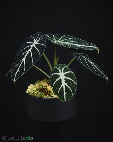 Alocasia reginula 'Black Velvet'