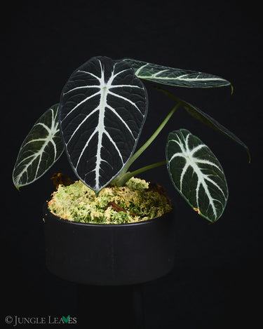 Alocasia reginula 'Black Velvet'