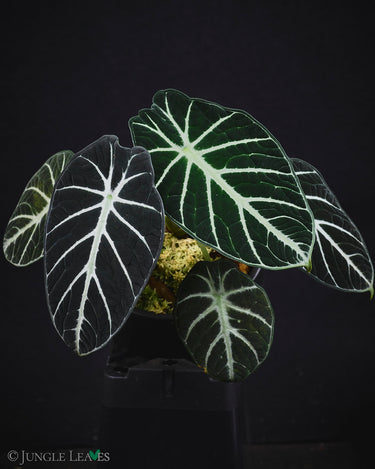 Alocasia reginula