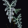Alocasia sanderiana 'Nobilis'