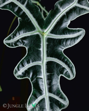 Alocasia sanderiana 'Nobilis'