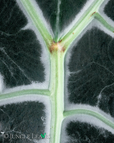 Alocasia sanderiana 'Nobilis'