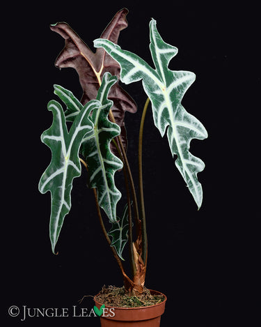 Alocasia sanderiana 'Nobilis'