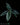 Alocasia scalprum