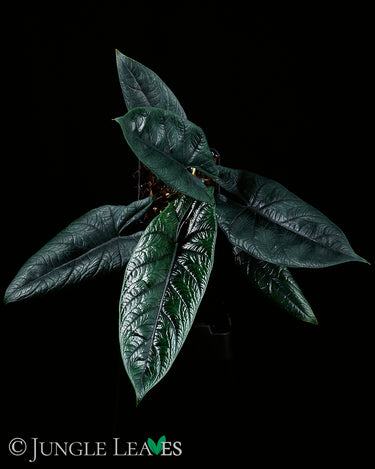 Alocasia scalprum