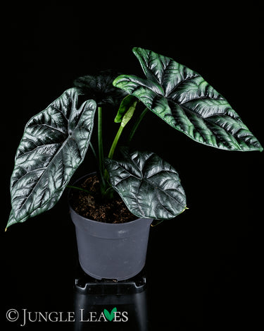 Alocasia sinuata