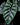 Alocasia sinuata