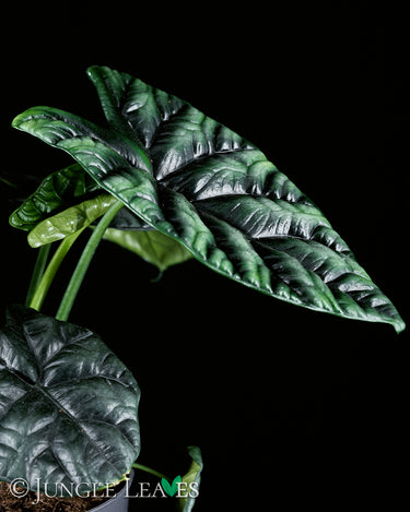 Alocasia sinuata