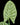 Alocasia sinuata
