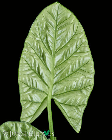 Alocasia sinuata