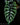 Alocasia sinuata
