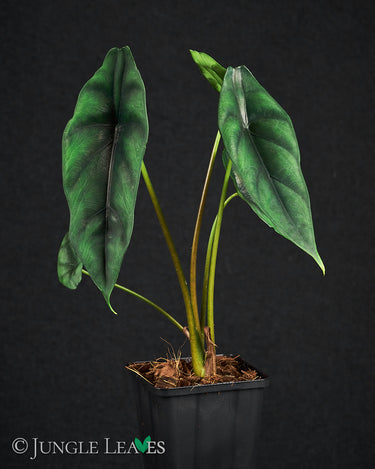 Alocasia venusta